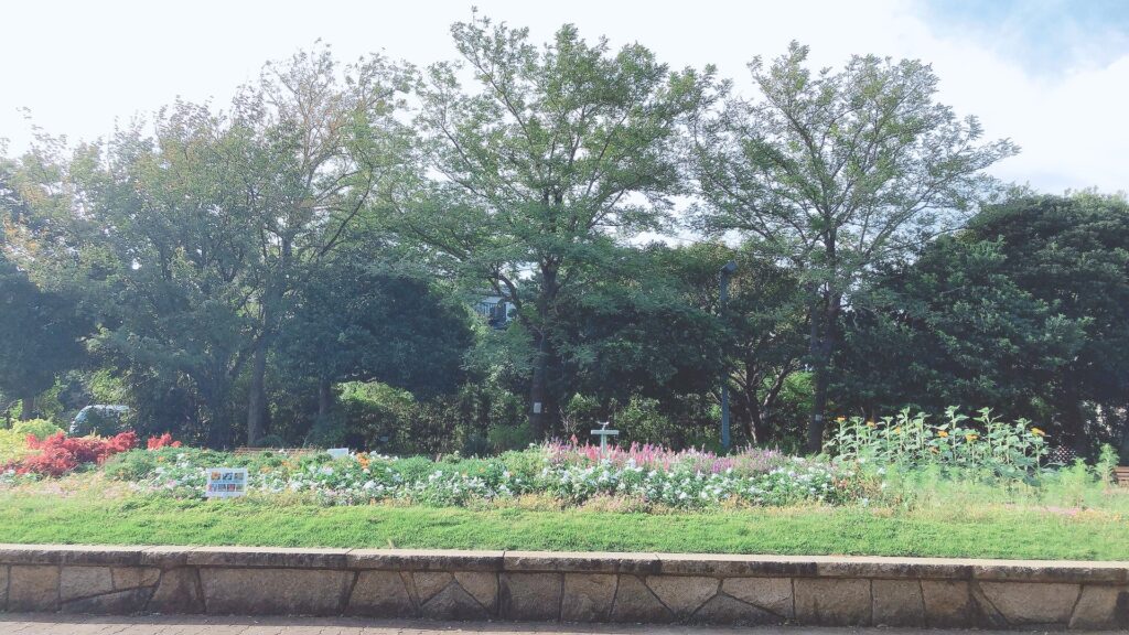 植物