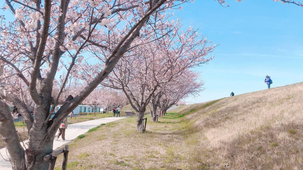 河川敷の桜